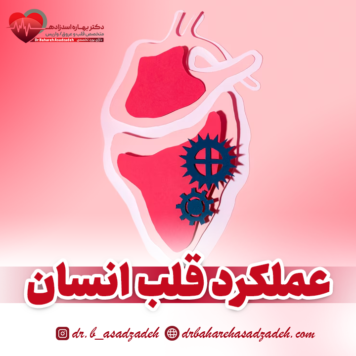 عملکرد قلب انسان چگونه است؟